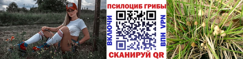 Купить где  Тверь  Псилоцибиновые грибы Cubensis 